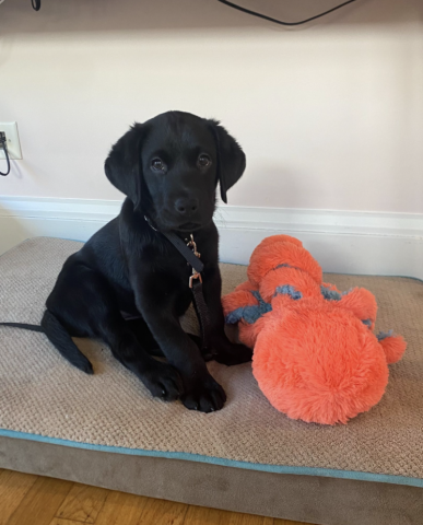 Puppy-in-training just brought home and learning the rules of the house. 