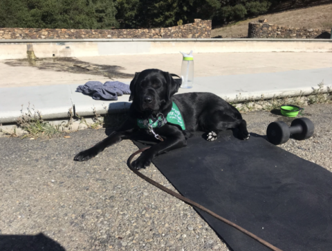 Socializing means taking the puppies everywhere to get to new environments and situations, even outdoor workout classes! 
