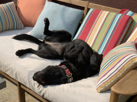 Career changed previous GDB puppy, now a pet, enjoying her best life. 