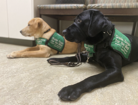 Two puppies-in-training waiting to be released from a down. 