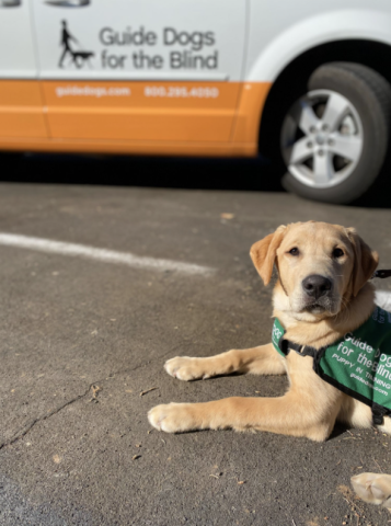 Yellow lab puppy-in-training sitting in front of a GDB car.