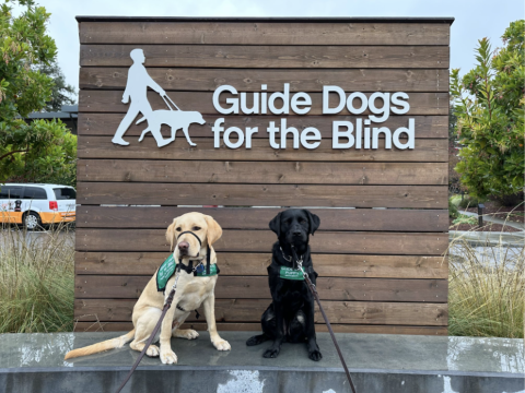 Two puppies-in-training getting their picture taken before being dropped off at the GDB campus for formal training.